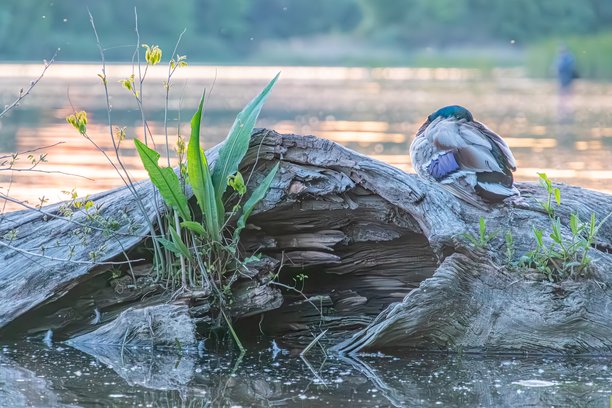 大型岩石上覆盖着苔藓，一只绿色头部、黄色喙的鸭子，平静的水面波纹，倒影，远处的地质特征，绿色和蓝色，温暖的羽毛色调，逼真的照片，野生动物栖息地。图片下载