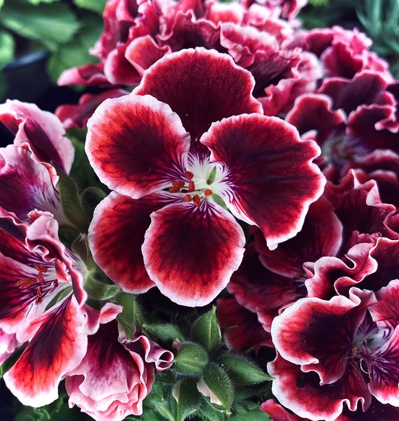 美丽的自然照片，红白色的矮牵牛花。图片下载