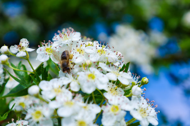 白色山楂花的特写，蜜蜂正在采集花蜜。这张微距照片突显了花朵的细节以及授粉在自然界中的重要性。绿色的叶子和模糊的背景为图像增添了深度。图片下载