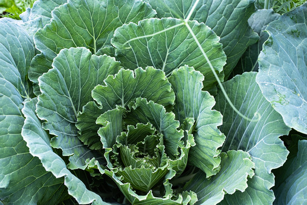 从生长中的卷心菜顶部视角拍摄的背景。适用于出版、海报、日历、帖子、屏保、壁纸、封面和网站的绿色卷心菜头。高质量照片。图片下载