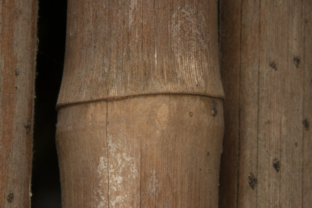 竹子的特写照片图片下载