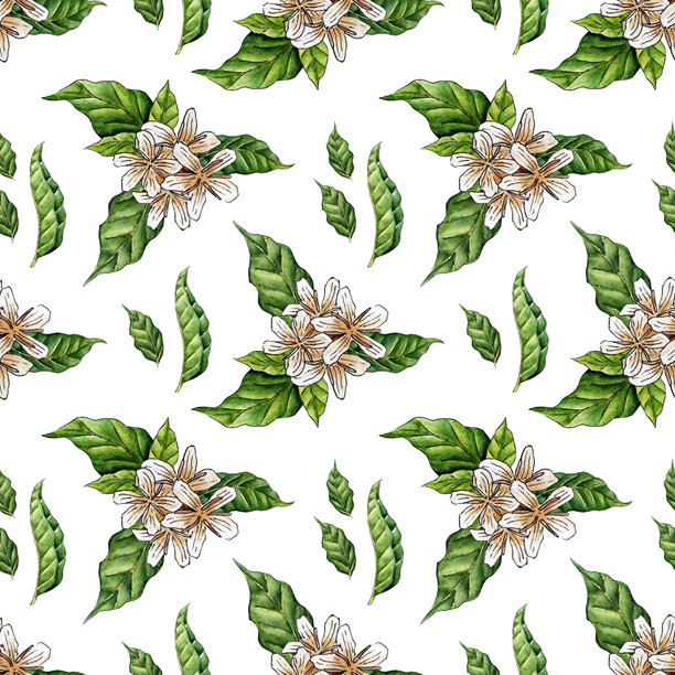 水彩插图图案，咖啡花和叶子，环保安全。咖啡种植园。热带农业。白色背景上独立呈现。手绘。图片下载