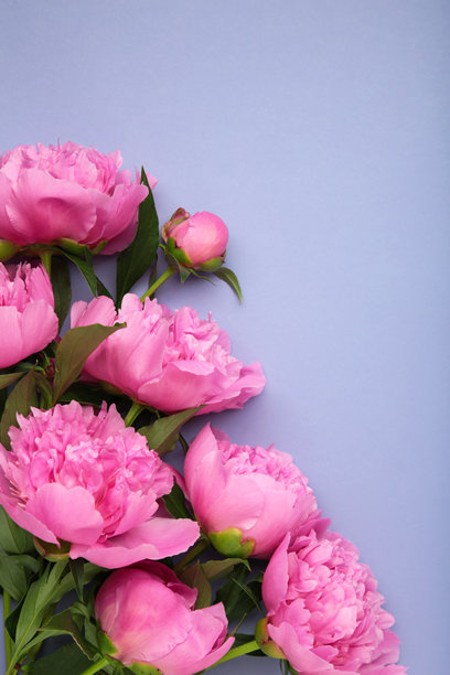 紫色背景上的粉色牡丹花。留有文字空间。竖版照片图片下载