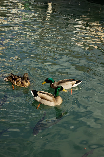 可爱的鸭子在港口的海中游泳的竖版图片图片下载