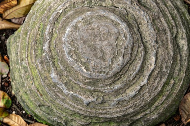 树皮的浮雕纹理。树木纹理的全景照片。背景木材，木材纹理。图片下载