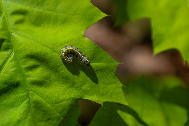 一只带有深色条纹的绿色毛虫蜷缩在一片鲜艳的绿色叶子上。这张微距照片展示了毛虫身体的细节和叶子的纹理。画面突显了自然之美与宁静。图片下载