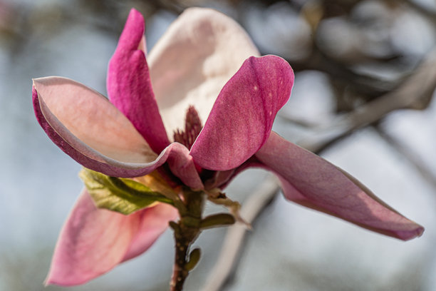 特写照片，展示六片鲜艳的粉色桃花花瓣，中央有紫色的雄蕊和雌蕊，花瓣边缘的细致纹理，模糊的背景暗示着花园或户外环境，浅景深。图片下载