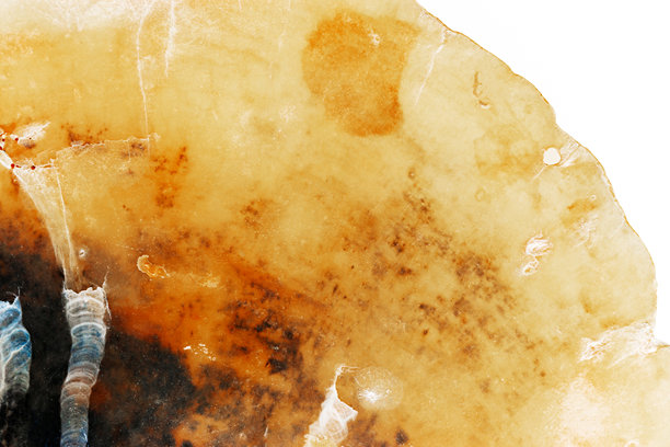 美学质感海贝壳，宏观趋势照片，自然之美抽象背景，贝壳单色表面，蛤蜊特写，俯视场景，海洋之美与有机细节，自然图案图片下载