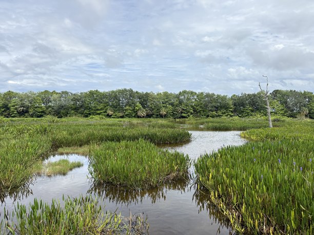 佛罗里达湿地的风景照片，展示野生动物、鸟类、大自然和美丽的风景图片下载