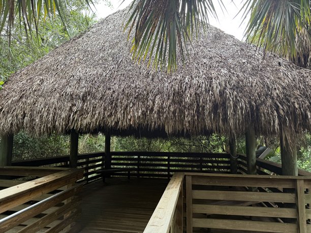 佛罗里达湿地的风景照片，展示野生动物、鸟类、大自然和美丽的风景图片下载