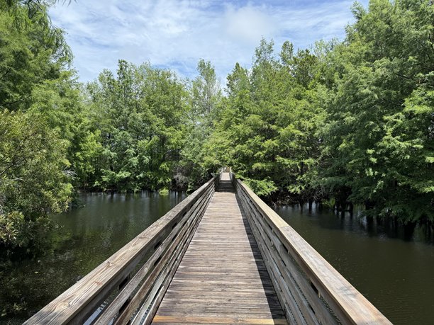佛罗里达湿地的风景照片，展示野生动物、鸟类、大自然和美丽的风景图片下载
