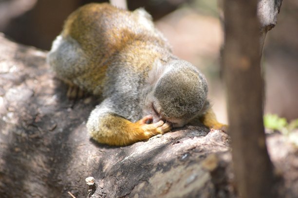 猴子躺在树枝上挠眼睛的照片图片下载