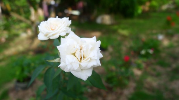 两朵白玫瑰在绿色花园中绽放得如此美丽的特写照片图片下载