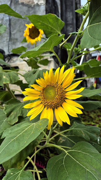 花园里的向日葵照片图片下载