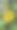 花园里的向日葵照片图片下载