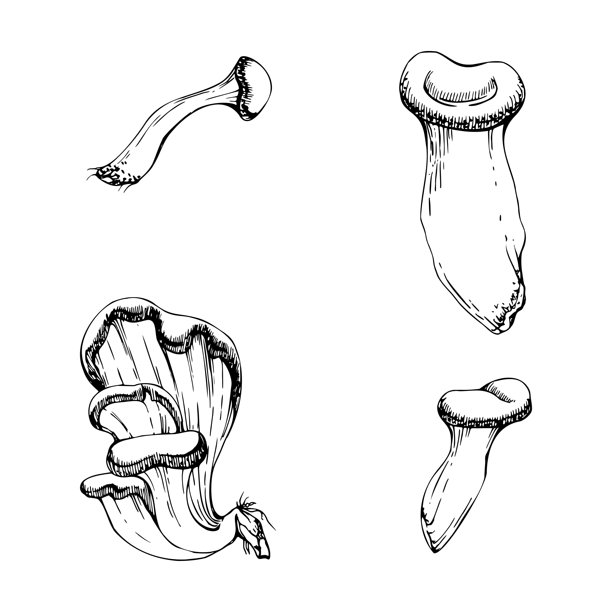 牡蛎蘑菇。单一元素手绘矢量墨水图。平菇。秋季森林收获，适合生食的素食烹饪原料。季节性品牌，野生食品市场标志。图片下载