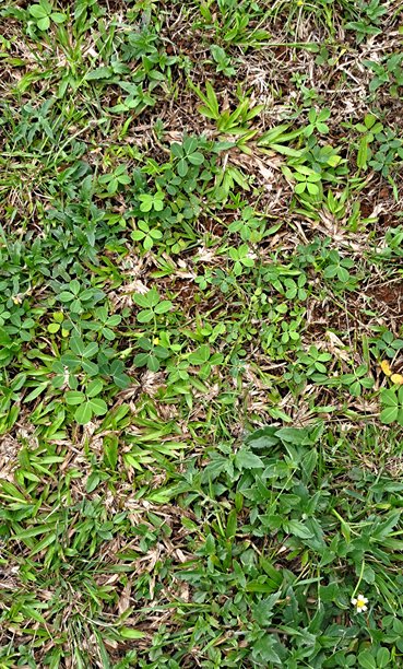 绿色叶子草地背景照片图片下载