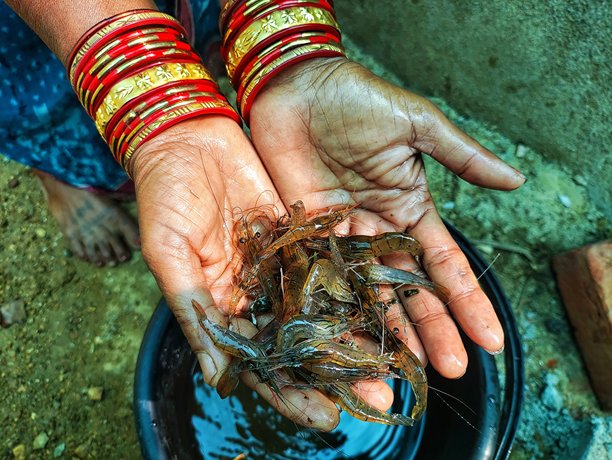 农民手中的淡水虾，背景模糊，高清画质图片下载