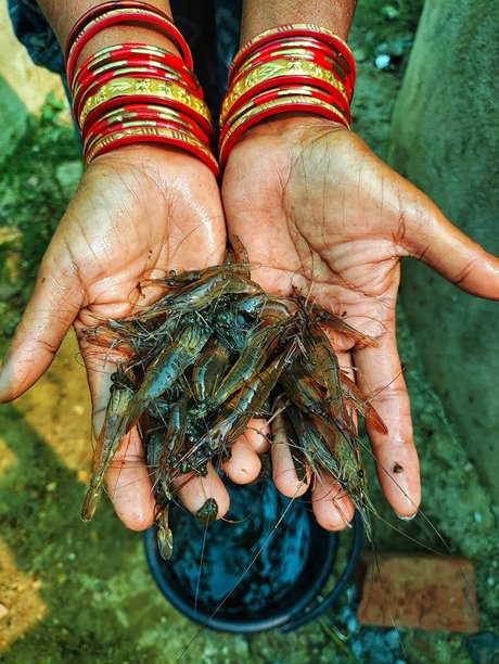 农民手中的淡水虾，背景模糊，高清画质图片下载