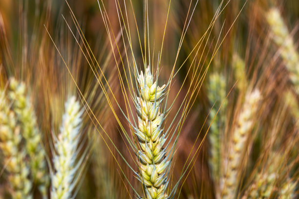 大麦的特写照片。大麦用于制作面粉、大麦面包、大麦啤酒、威士忌、一些伏特加和动物饲料。图片下载