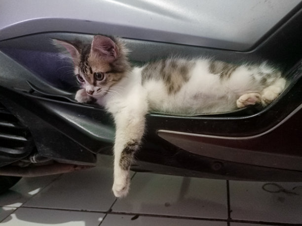 可爱的家猫，白色和棕色的毛发，躺在摩托车上一个不寻常的地方。它安静放松的姿势使这张动物照片显得既可爱又温馨。图片下载