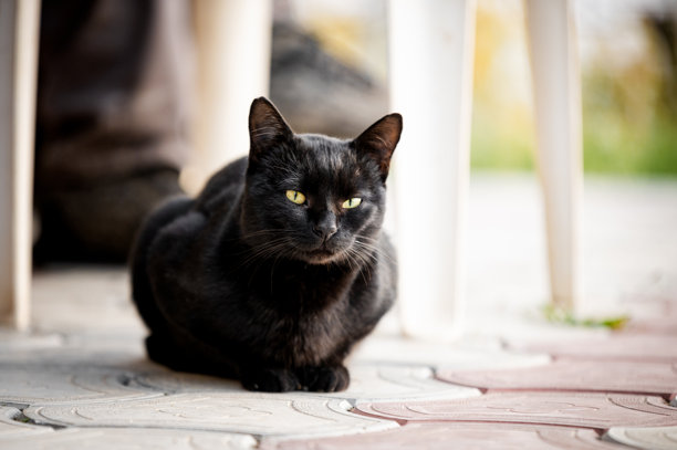 家养黑色公猫的特写照片图片下载