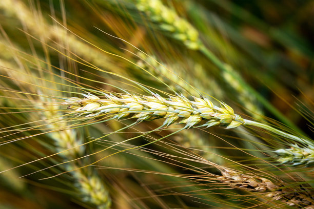 大麦的特写照片。大麦用于制作面粉、大麦面包、大麦啤酒、威士忌、一些伏特加和动物饲料。图片下载