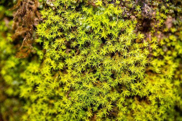 泰国清迈因他农山顶树上的苔藓特写照片。图片下载