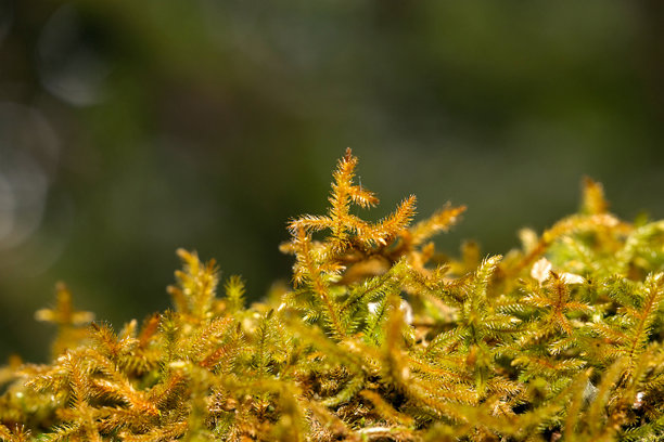 泰国清迈因他农山顶树上的苔藓特写照片。图片下载