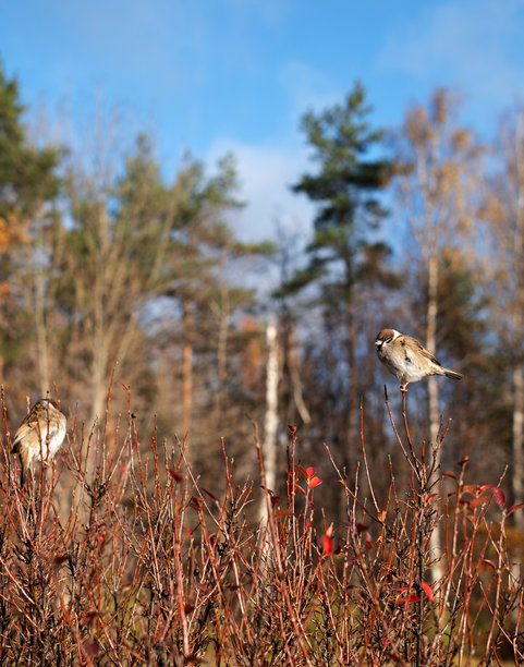 迷人的照片，描绘了栖息在秋季树枝上的麻雀，背景是宁静的森林，展现了自然和野生动物摄影的美丽与宁静。图片下载