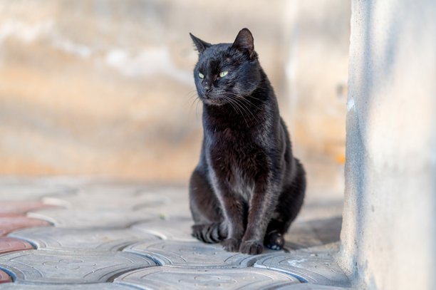家养黑色公猫的特写照片图片下载