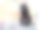家养黑色公猫的特写照片图片下载