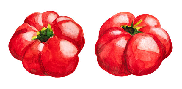 西红柿 蔬菜 真实手绘水彩插图，背景为白色图片下载