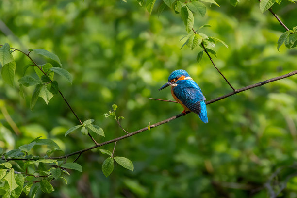 普通翠鸟（Alcedo atthis）栖息在树枝上的野生动物照片图片下载