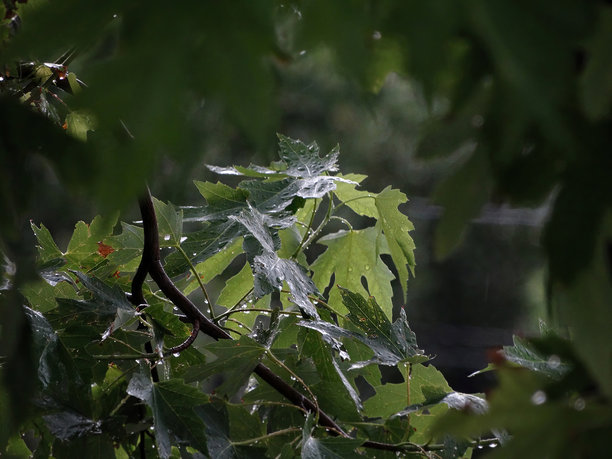 湿润树叶在树枝上的特写照片，拍摄于森林中的雨天。浅景深突显了闪闪发光的叶子。阴云密布的天空暗示着柔和的光线。图片下载