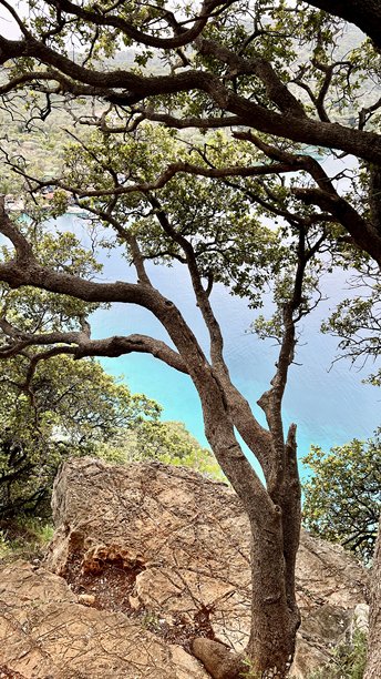 透过弯曲树枝框住的视野，看到的青绿色海洋的竖直照片图片下载