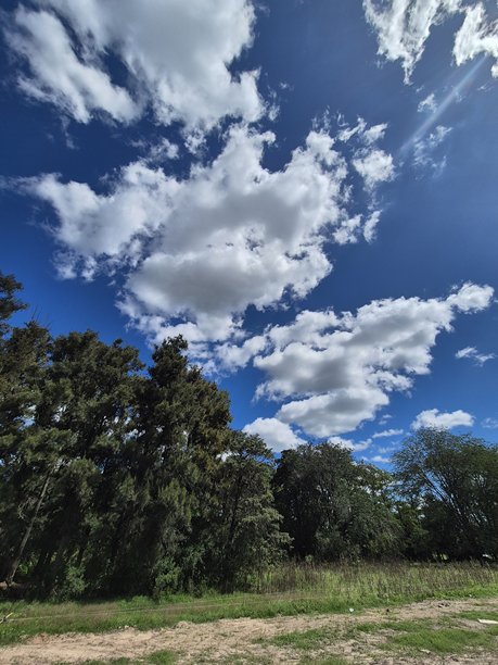 松树林的照片图片下载