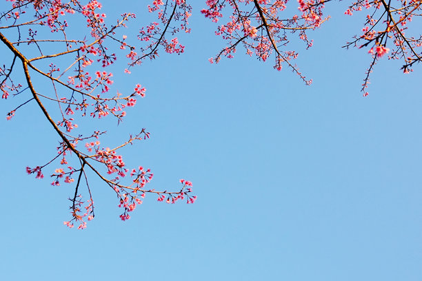 盛开的粉色喜马拉雅樱花枝条的特写照片，蓝天映衬下在阳光明媚的日子里。留白空间。图片下载