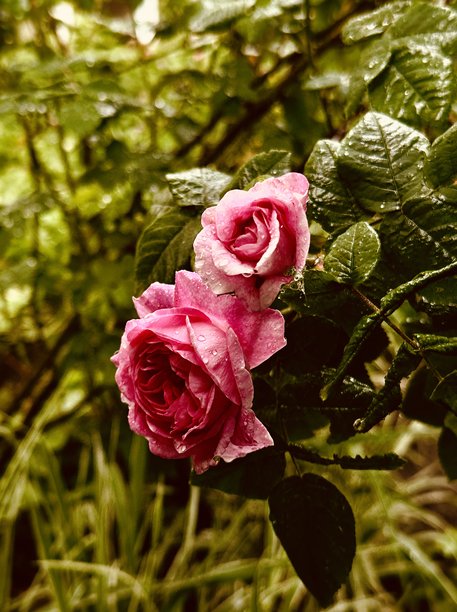 粉色玫瑰灌木的特写照片，带有雨滴图片下载