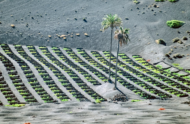 扫描的历史彩色照片，展示了加那利岛兰萨罗特“拉赫里亚”地区典型的葡萄园，土壤为深色火山土，种植着所谓的“佐科斯”。图片下载
