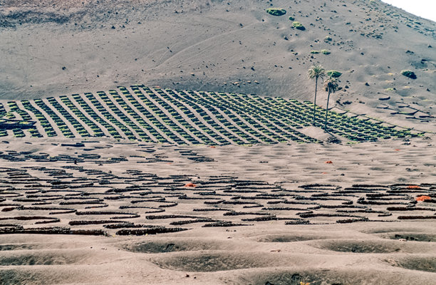 扫描的历史彩色照片，展示了加那利群岛兰萨罗特岛“拉赫里亚”地区典型的葡萄园，土壤为深色火山土，种植着所谓的“佐科斯”。图片下载