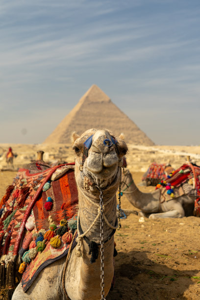 埃及金字塔的照片，骆驼正在运送游客。图片下载