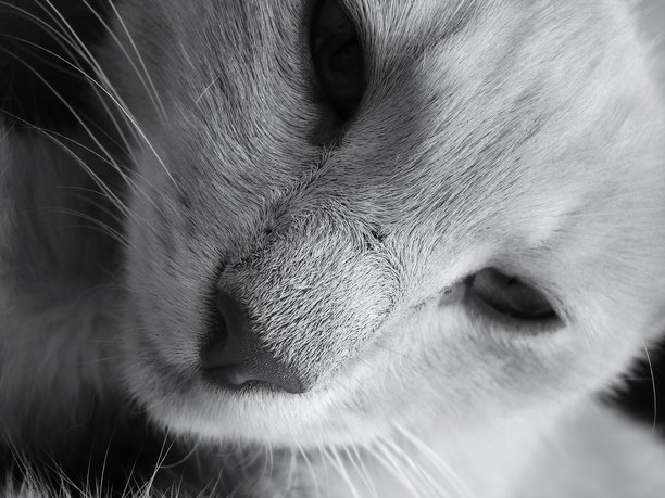 猫的特写宏观肖像，近距离拍摄动物的鼻子和短毛，黑白照片，眼睛，猫的胡须图片下载