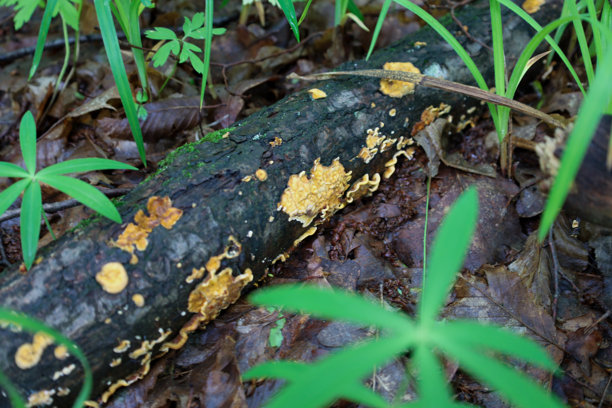 一棵倒下的树木上覆盖着鲜艳的黄色真菌，躺在森林地面和年轻的绿植之间。这张照片反映了自然的分解过程，旧的给予新的生命。图片下载