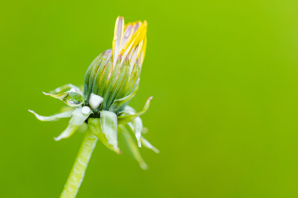 一张展示蒲公英花蕾细节的微距摄影照片图片下载