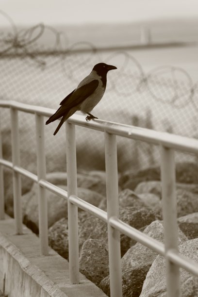 一只鸟栖息在栏杆上，背景是大海和铁丝网，黑白照片图片下载