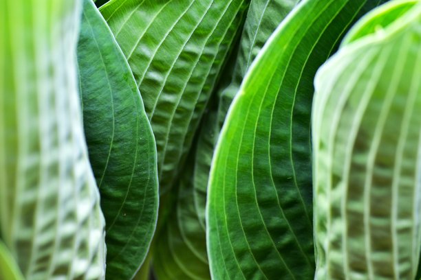 一幅艺术性的特写照片，展示了宿根植物叶子在丰富的绿色调中舒展，形成抽象的层次。阳光照亮了叶脉，突显出自然的对称性和丰盈的质感。图片下载
