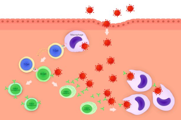 体液免疫反应。体液免疫的阶段。吞噬细胞、T细胞、B细胞、记忆B细胞、浆细胞和抗体。人类免疫系统。图片下载