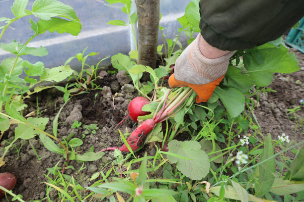 一只戴着手套的手从花坛中采摘新鲜的萝卜，鲜红的根部与新鲜的绿色叶子相映成趣。这张图片完美地捕捉了园艺、收获和新鲜有机农产品的精髓。图片下载