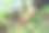 一只戴着手套的手从花坛中采摘新鲜的萝卜，鲜红的根部与新鲜的绿色叶子相映成趣。这张图片完美地捕捉了园艺、收获和新鲜有机农产品的精髓。图片下载